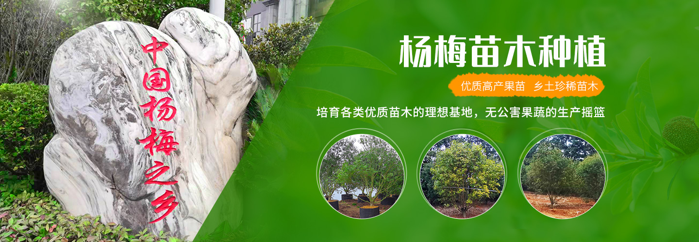 靖州和盈苗木有限公司-靖州縣斷根及移栽楊梅樹苗、桂花樹、柚子樹（黃金貢柚、紅心柚、沙田柚）、黃桃樹、大五星枇杷樹、美國紅楓、紅葉石楠、